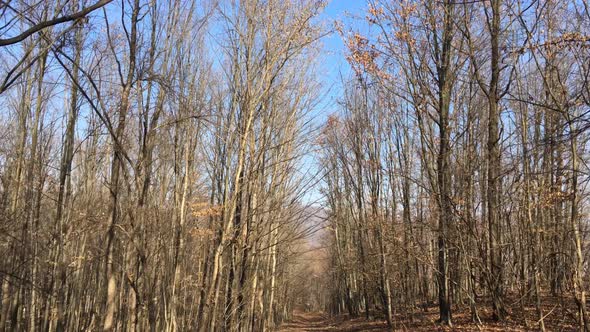 Walking on a forest road, early spring season