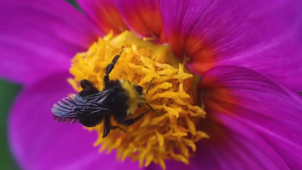 A black and yellow bumble bee extracting nectar from Dahlia flowers in slow motion