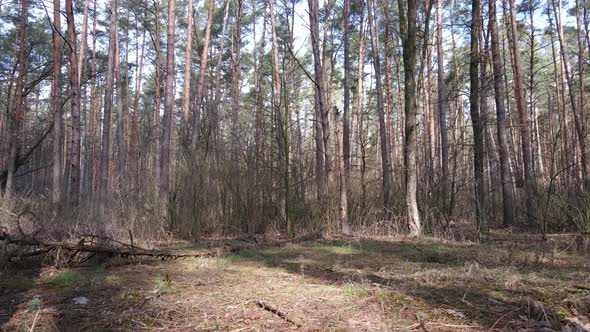 Trees in a Pine Forest During the Day Aerial View