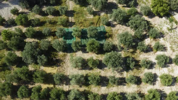 Field of Olive Trees