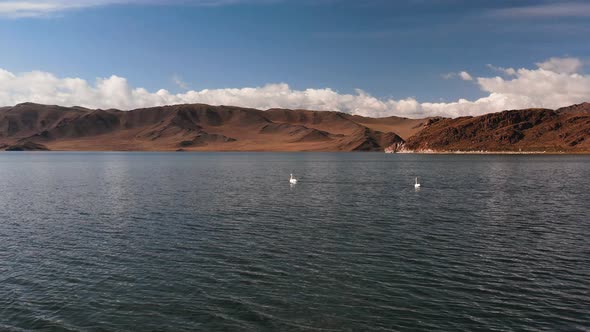 White Swans on a Mountain Lake A Lake in the Mountains of Mongolia a Resting Place for Birds