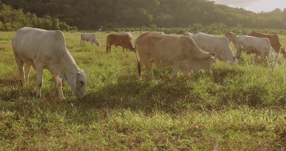 A herd of well-groomed cows and steers graze in a meadow.