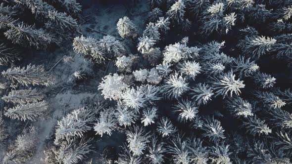 Top Down Snow Conifer Forest at Mountain Aerial