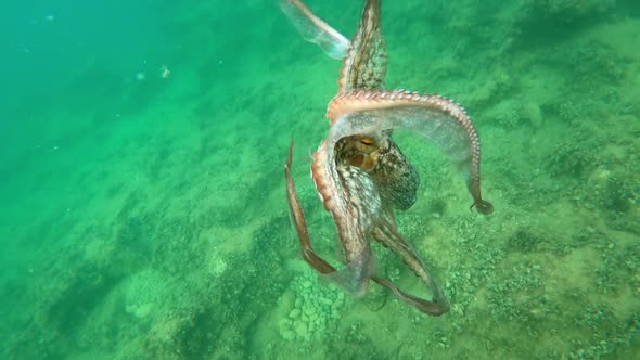 Wild octopus swimming underwater in mediterranean sea. Octopuses at seabed.