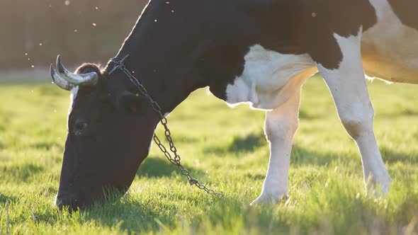 Milk Cow Grazing on Green Farm Pasture on Summer Day