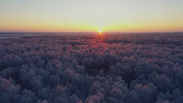 Snowy forest at sunset