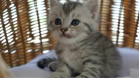 Cute Tabby Kitten Licking Lip  In A Basket Bed Slow Motion