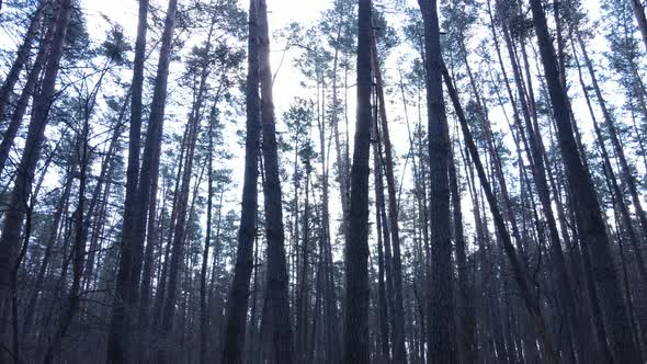 Forest Landscape Aerial View Slow Motion