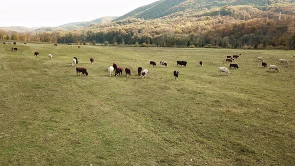 Cows Graze on Pasture in Autumn