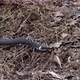 A Snake Crawls in the Forest - VideoHive Item for Sale