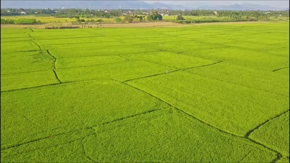 Drone Removes From Small Figure Among Green Rice Fields