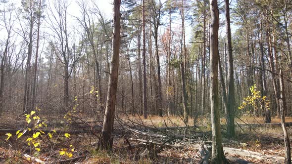 Forest with Trees in an Autumn Day