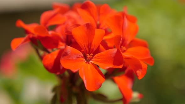 Tiny red Geranium flower blossom in the garden shallow DOF 4K 2160p 30fps UltraHD footage - Close-up