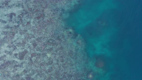 Top down of coral reef habitat in Fiji, drone flying forward