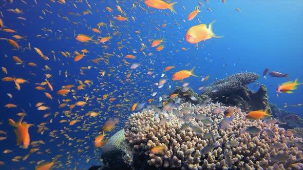 Red Sea Orange Fish