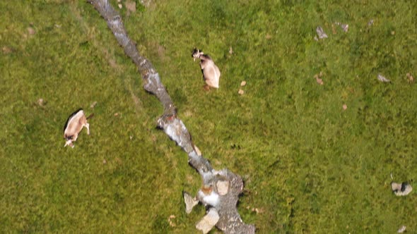 Aerial Video Of A Flock Resting On A Meadow While Grazing On A Mountain Pasture