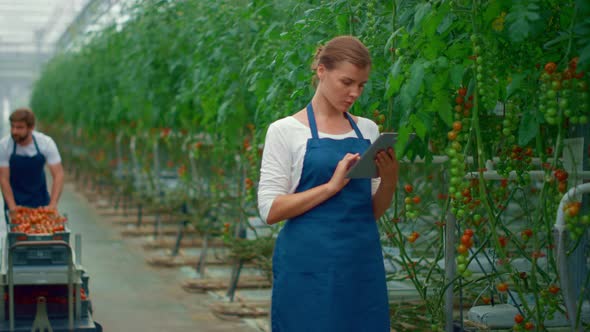 Farming Specialists Controlling Tomato Production Using Digital Tablet in Farm