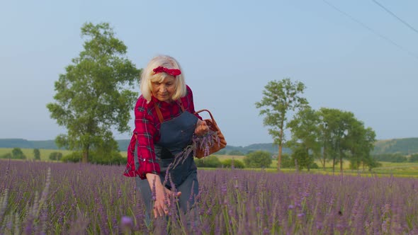 Senior Farmer Worker Grandmother Woman in Organic Field Growing Gathering Purple Lavender Flowers