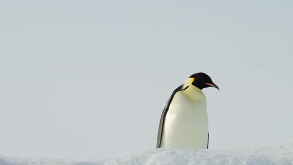 Emperor Penguin Close Up in Antarctica