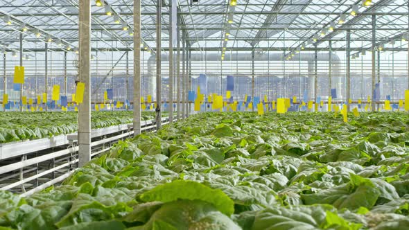Cucumber Plants in Commercial Greenhouse