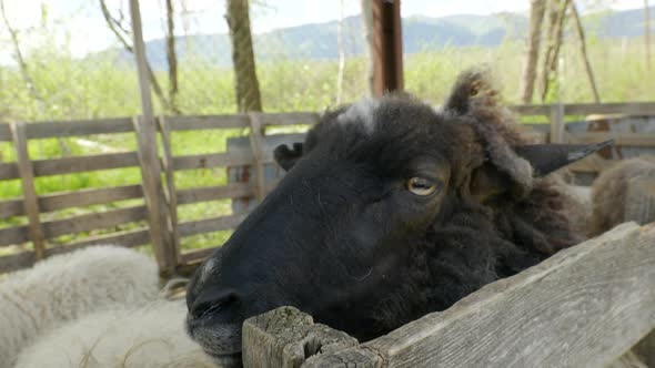 Sheep on the Farm