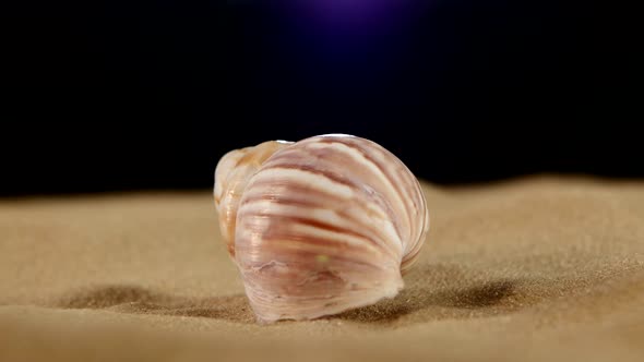Light Pink Sea Shells with Sand and Back Light, Rotation, on Black