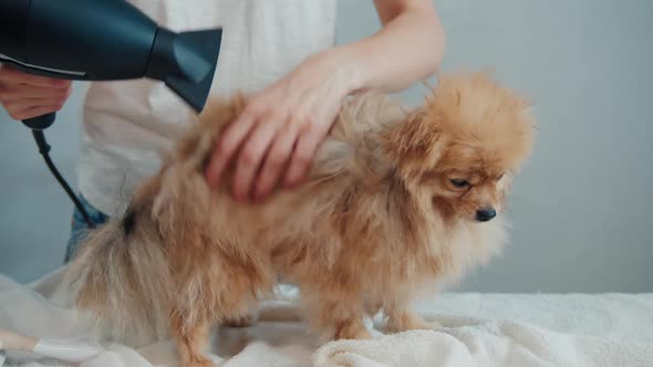 Groomer Dries Dog Hair with a Hair Dryer