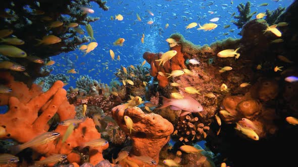 Underwater Colourful Tropical Fishes