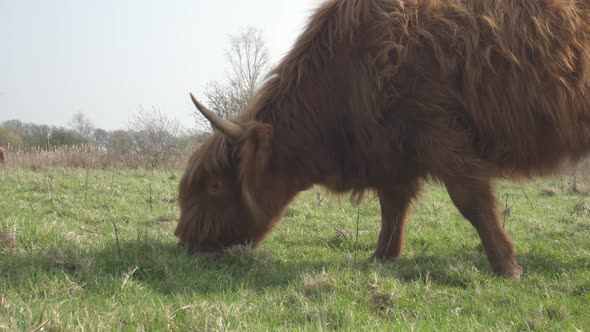 Highland cattle cow grazing on pasture grassland on sunny day