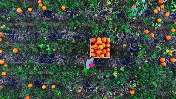 Farmers working in field