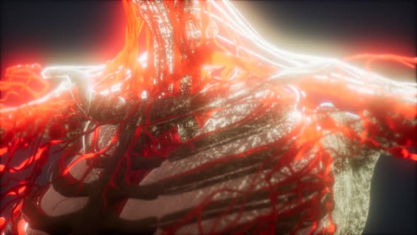 3d Rendered Medically Accurate Animation of Heart and Blood Vessels