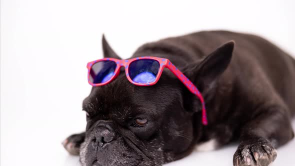 French Bulldog Wearing Pink Sunglasses on Its Head