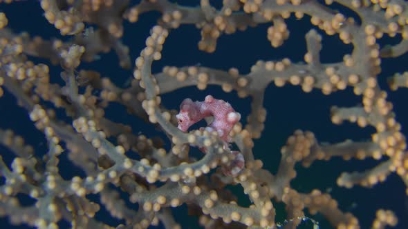 Pygmy seahorse Denise hiding in gorgonian sea fan in the Philippines.