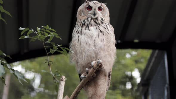 Male Siberian Eagle Owl sitting majestically on perch, slowmo