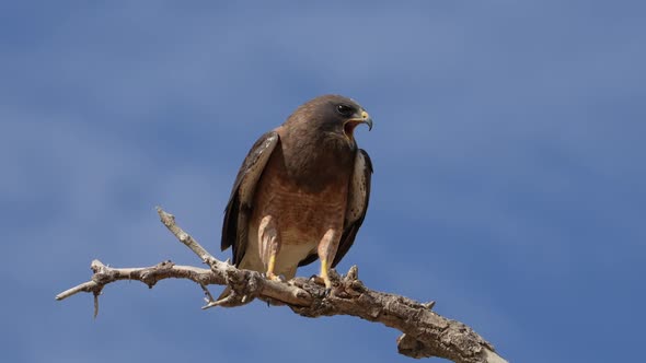 Swainson's Hawk perched in a tree screaming in slow motion