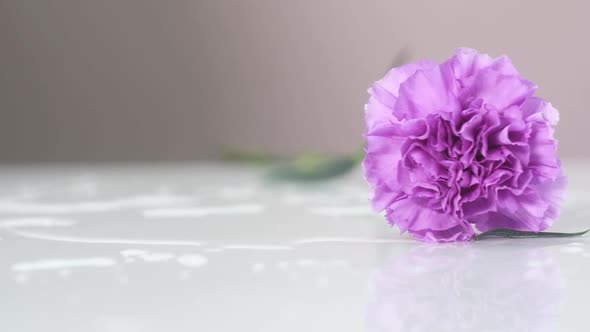 purple, wet carnation is lying on a white table. flowers are blooming.