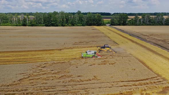 Grain harvesting combine. Wheat harvester working in wheat field