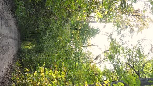 Vertical Video Autumn Forest with Trees in Ukraine Slow Motion