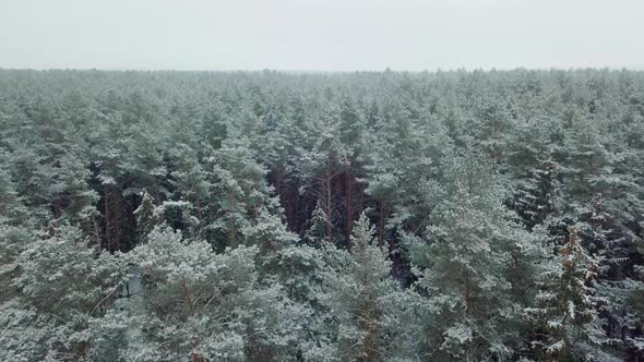 Winter forest nature snow-covered winter trees landscape view from air.