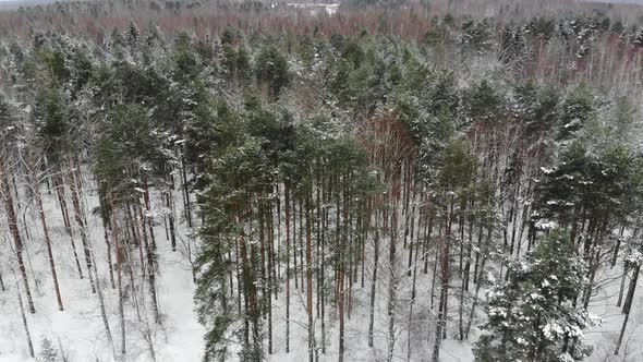 Aerial view of the trees in snowy forest.