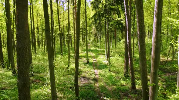 Flying Between the Trees in the Spring Forest