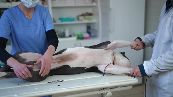 Unrecognizable Assistant Holding Dog Legs As Veterinarian Doing Palpation Indoors