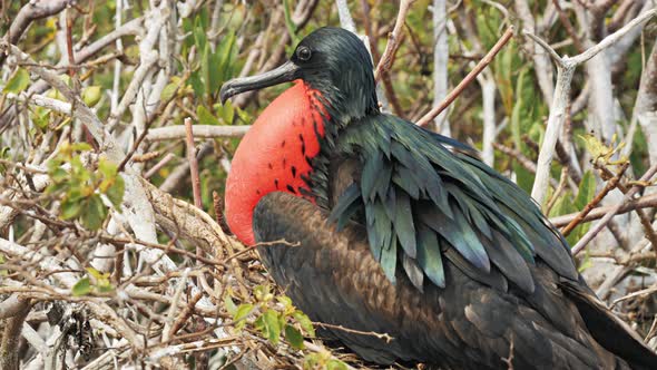 close up of a male magnificent frigatebird on isla genovesa