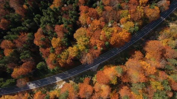 Flying Over The Empty Autumn Road 