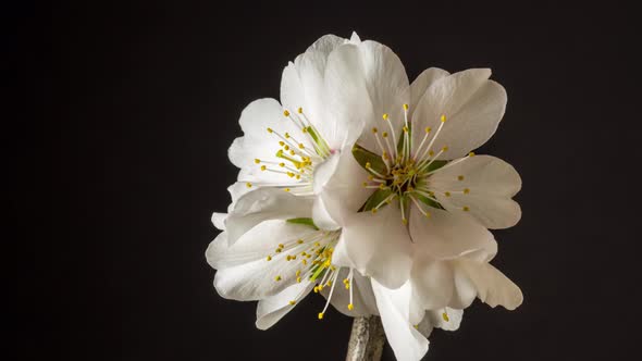 Almond Blossom Time Lapse Rotating on Black