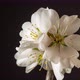 Almond Blossom Time Lapse Rotating on Black - VideoHive Item for Sale