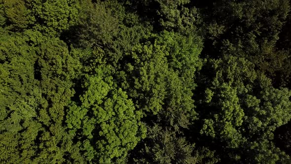 Aerial Top Down View Forest Woodland Aerial