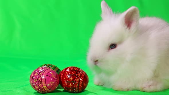 White rabbit on a green background, dirty Bunny