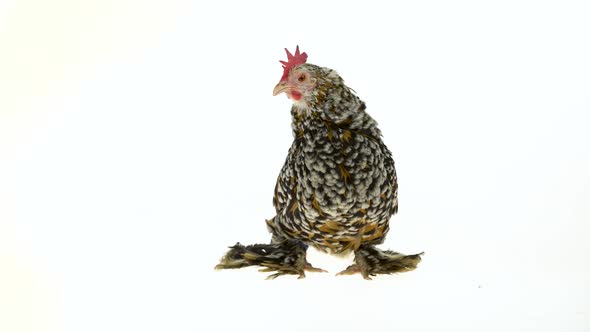 Hen Milfler Isolated at White Background in Studio