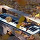 Synthesizer Lies in the Forest on the Yellow Leaves - VideoHive Item for Sale